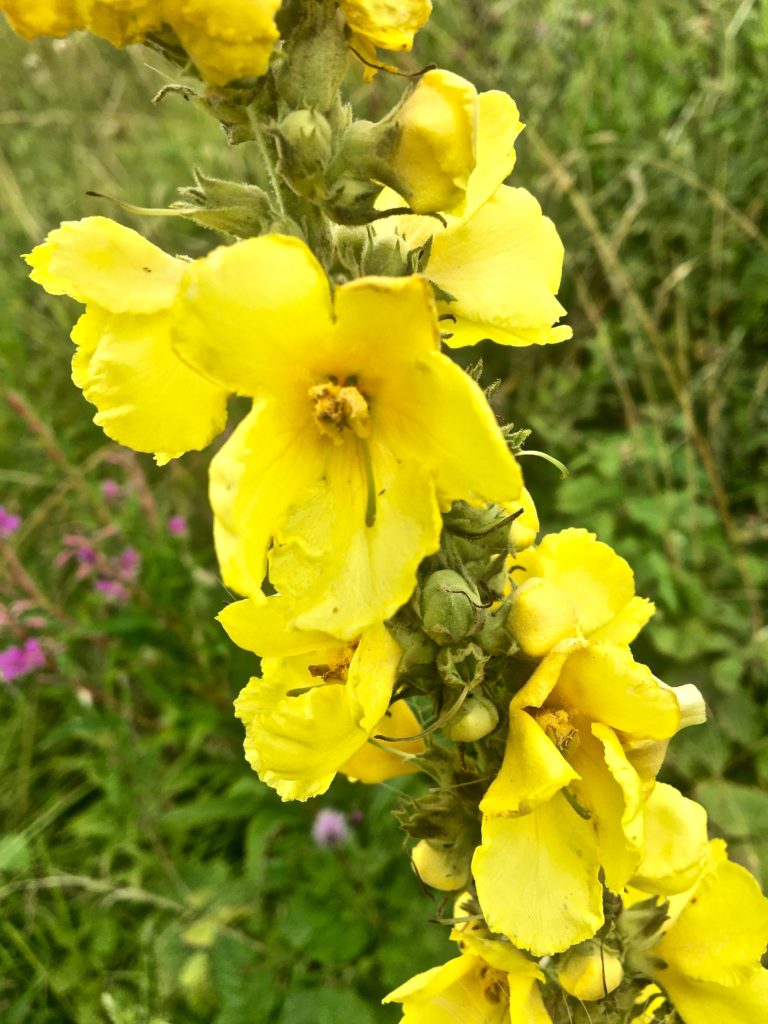 Verbascum densiflorum